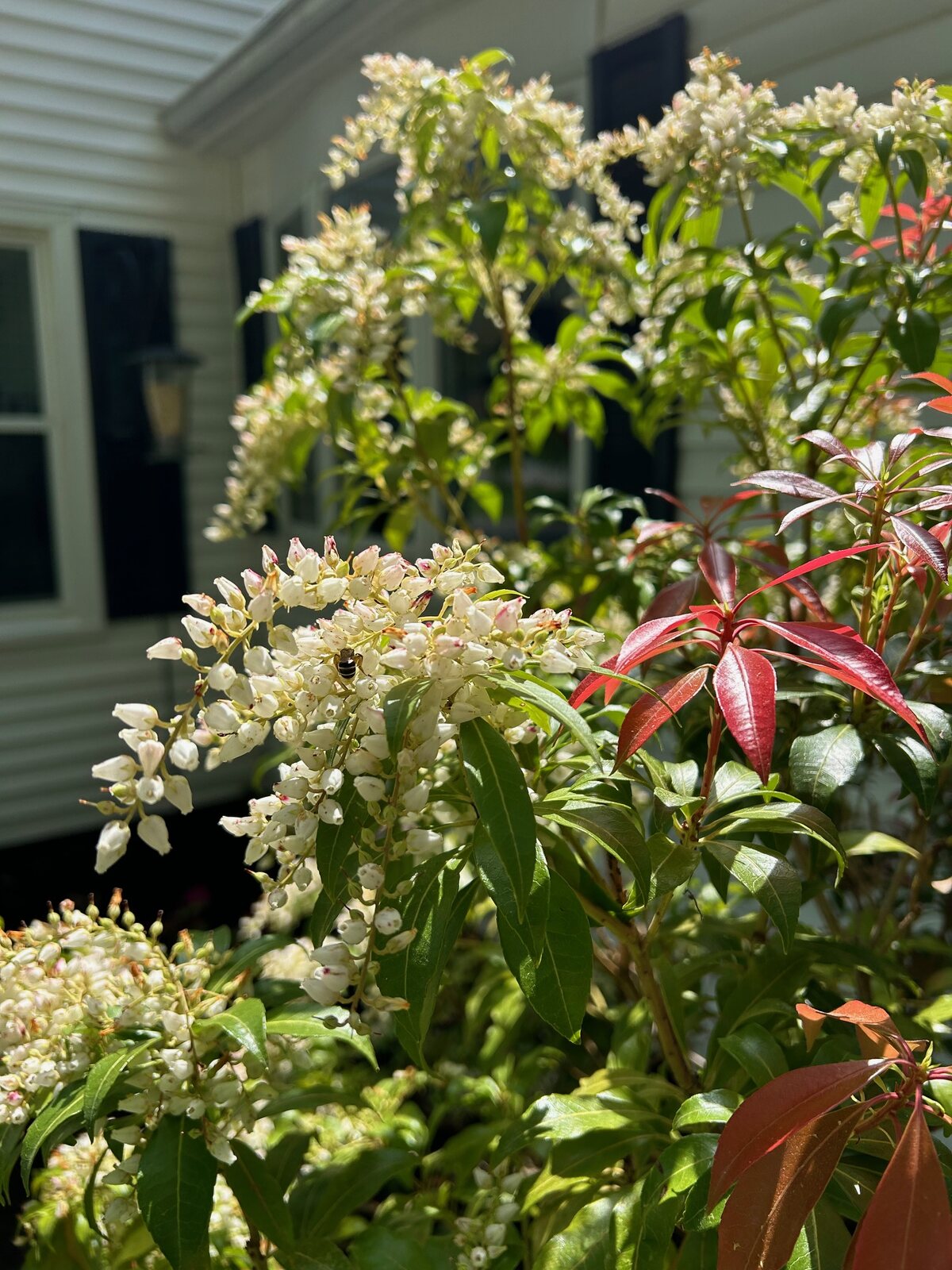Flowering shrub against the white siding