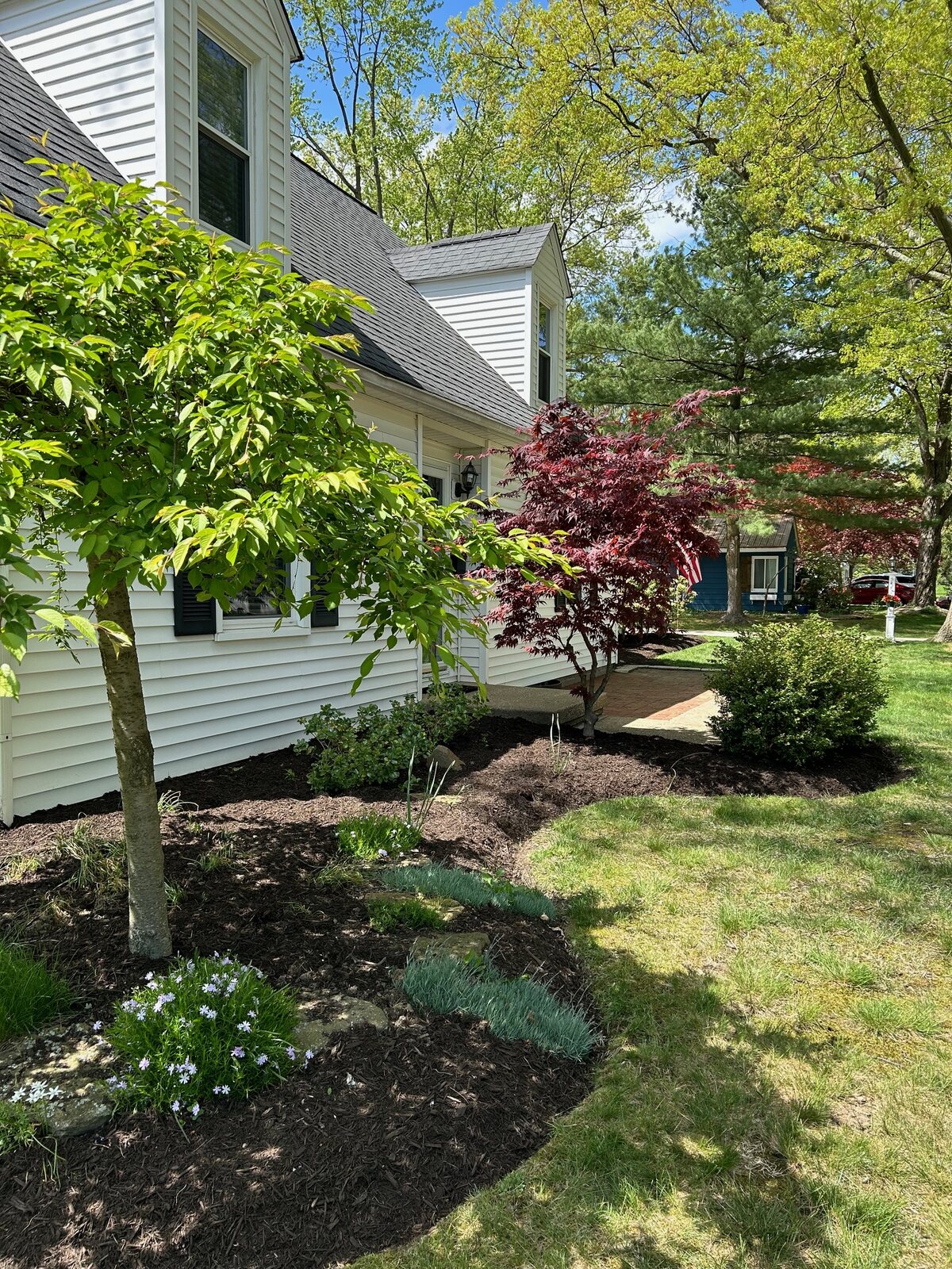 Red Japanese maple and mulched beds along the side of the house